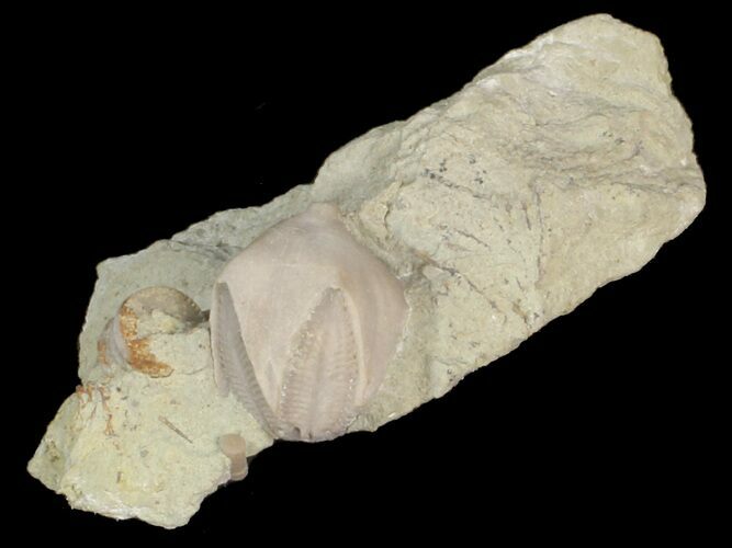Small Blastoid (Pentremites) Fossil - Illinois #42823
